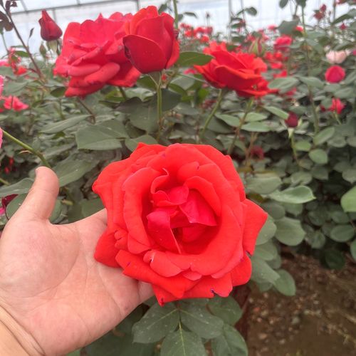 绯扇国月特大花浓香月季花苗玫瑰花苗阳台室外盆栽花卉多季开花
